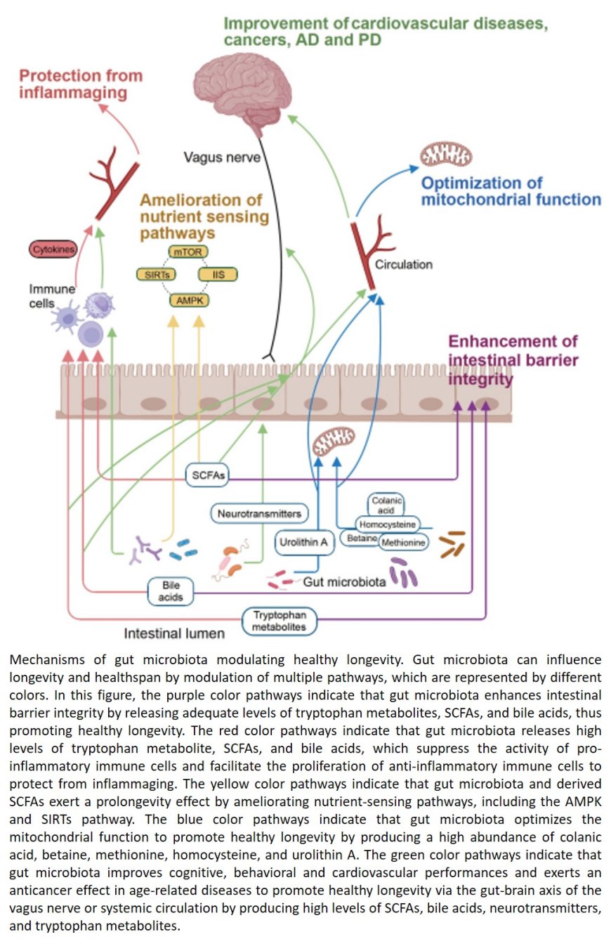 Gut microbiota and healthy longevity