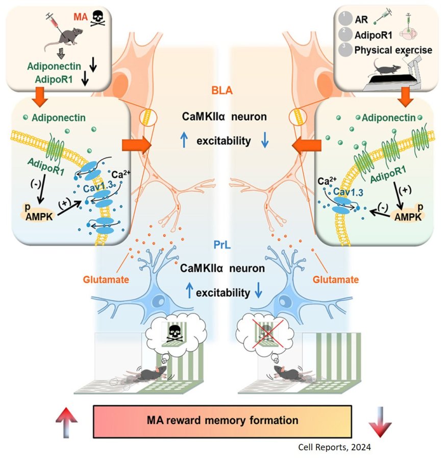 Adiponectin receptor 1-mediated basolateral amygdala-prelimbic cortex circuit regulates methamphetamine-associated memory