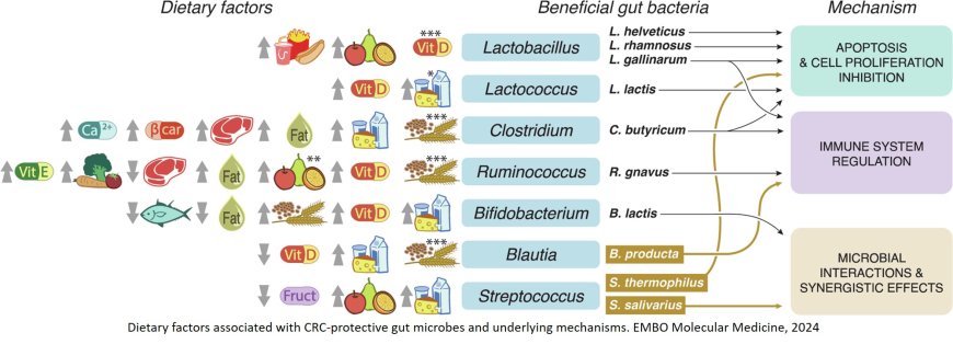 Beneficial microbiome and diet interplay in early-onset colorectal cancer