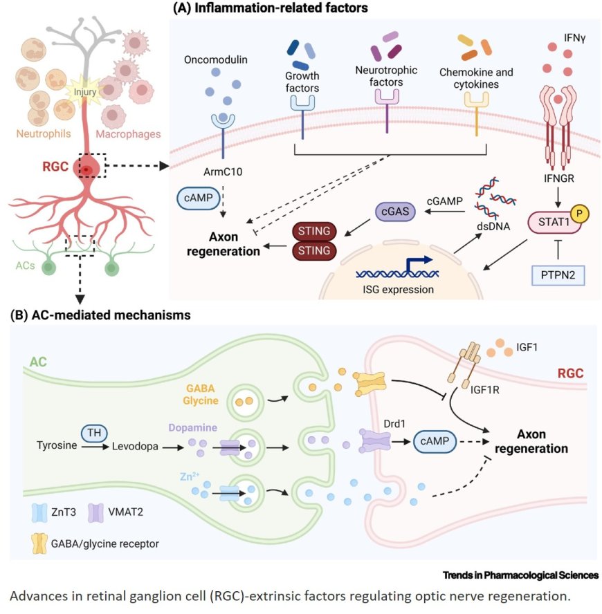 Emerging therapeutic strategies for optic nerve regeneration