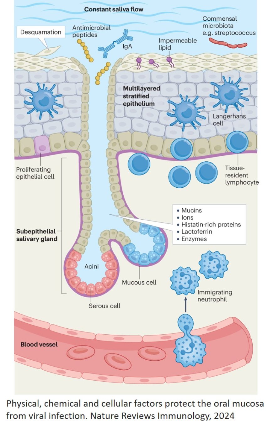 Oral cavity viral infection and antiviral immunity