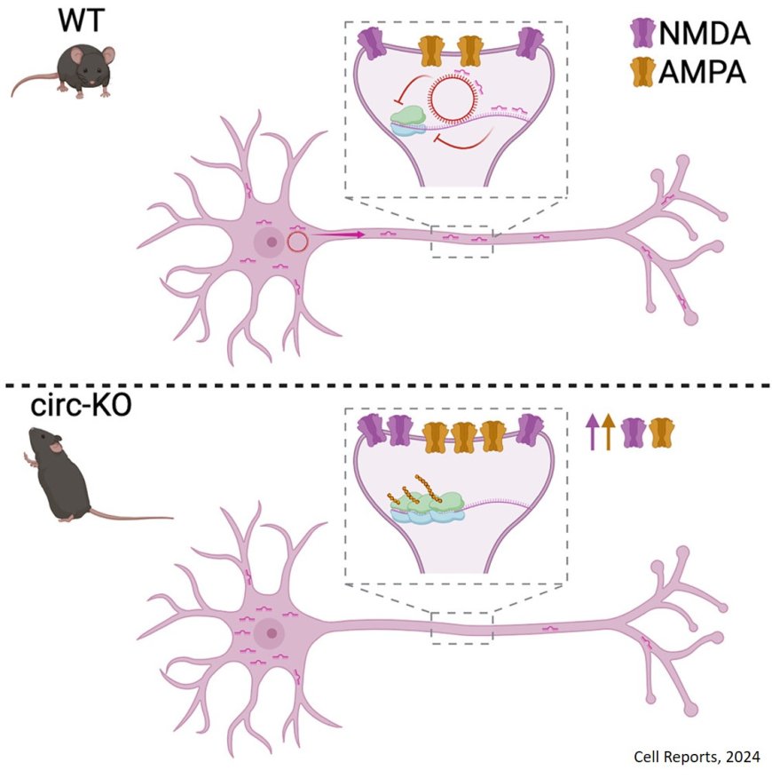 A tripartite circRNA/mRNA/miRNA interaction regulates glutamatergic signaling in the mouse brain