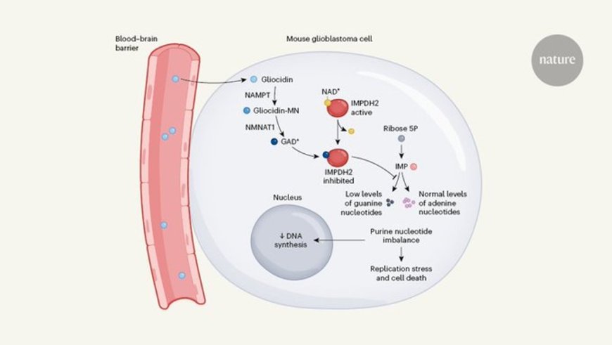 Treating glioblastoma with brain-penetrating molecule