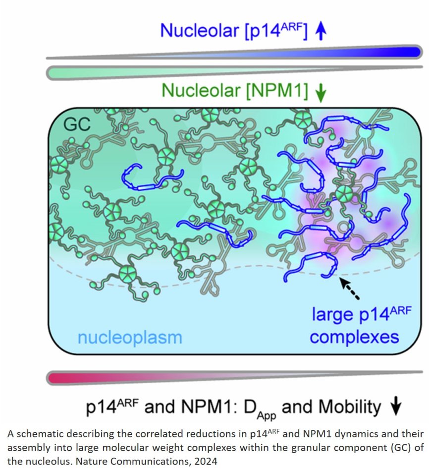 p14ARF forms meso-scale assemblies upon phase separation with NPM1