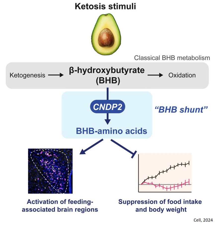 A b-hydroxybutyrate shunt pathway generates anti- obesity ketone metabolites