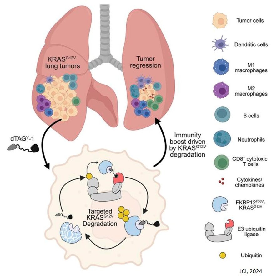 Animal model for antitumor immunity in lung cancer