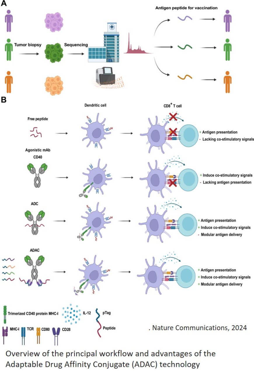 New antibody for cancer treatment?