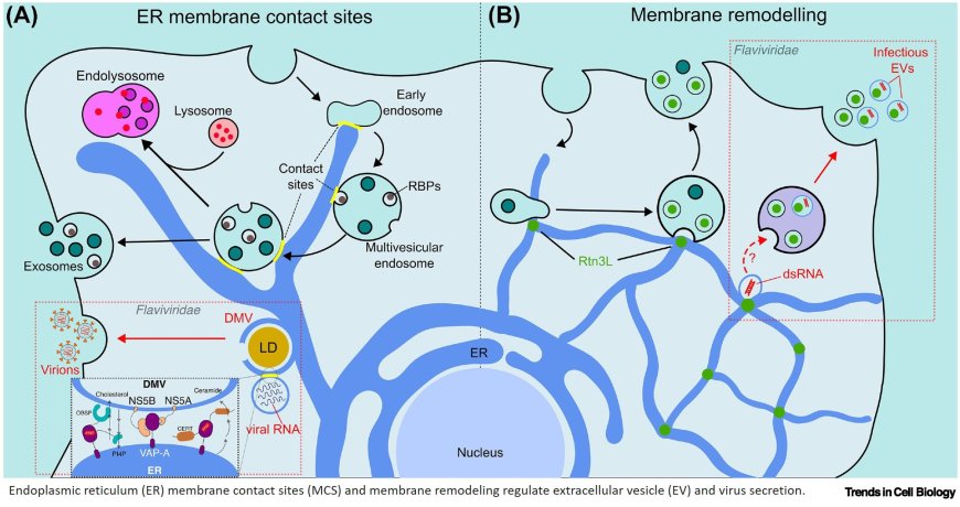 The endoplasmic reticulum as a cradle for virus and extracellular vesicle secretion