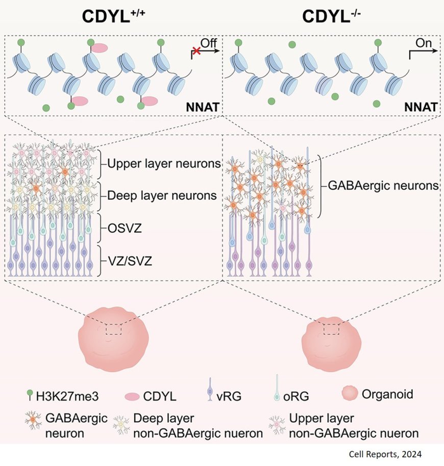 The chromodomain protein CDYL confers forebrain identity to human cortical organoids by inhibiting neuronatin