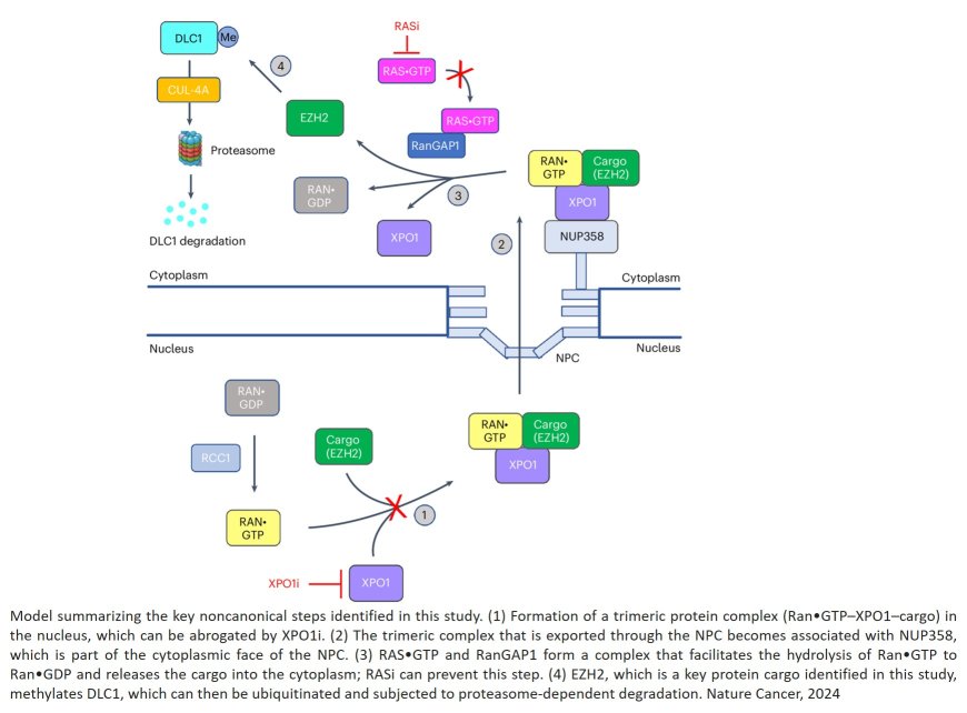 The pro-oncogenic noncanonical activity of a RAS•GTP:RanGAP1 complex facilitates nuclear protein export