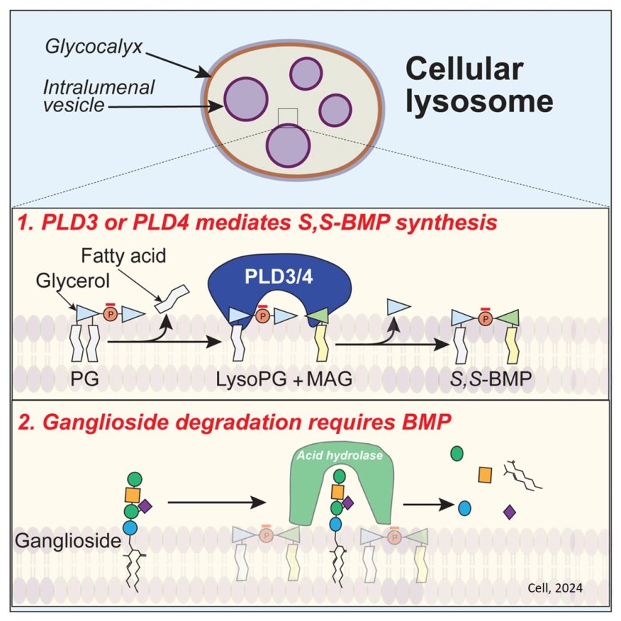 Abnormal lipid degradation in lysosomes of Alzheimer’s brain