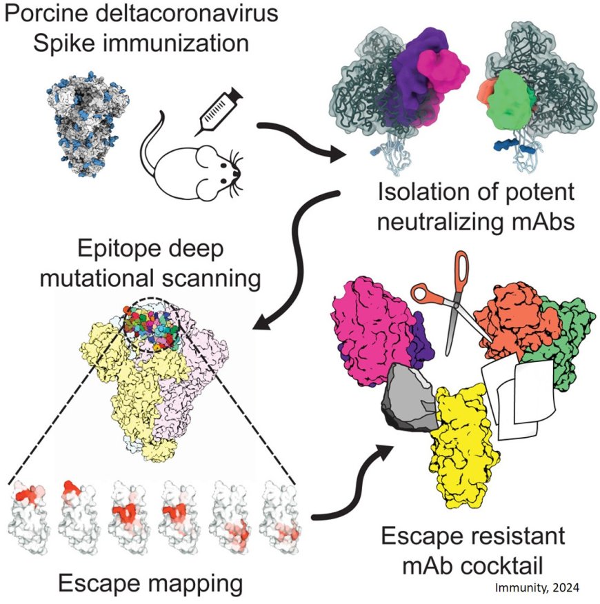 Isolation and escape mapping of broadly neutralizing antibodies against emerging delta-coronaviruses