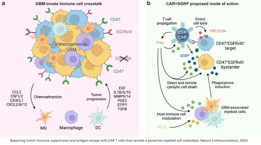 Immunotherapy for glioblastoma and its microenvironment