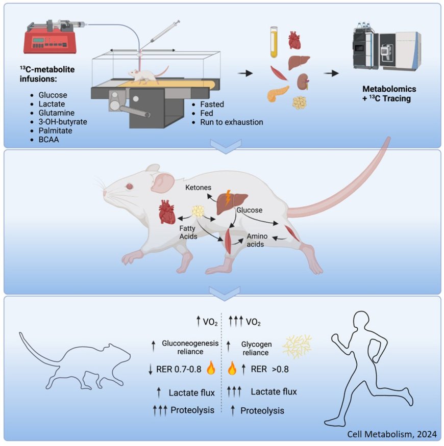 Quantification of nutrient fluxes during acute exercise