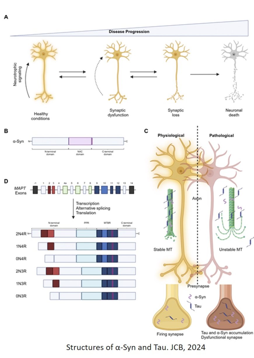 Synaptic sabotage: How Tau and α-Synuclein undermine synaptic health