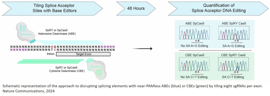 SPLICER: a highly efficient base editing toolbox that enables in vivo therapeutic exon skipping