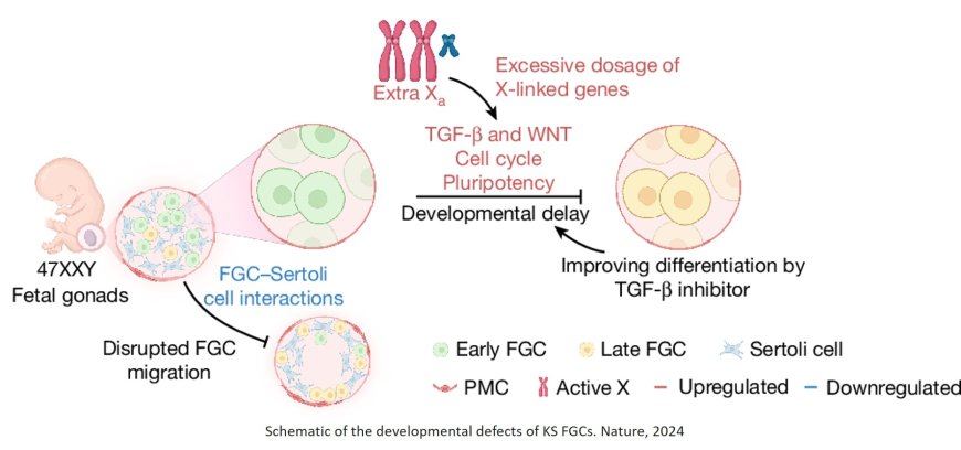 Extra X chromosome impairs the development of male fetal germ cells