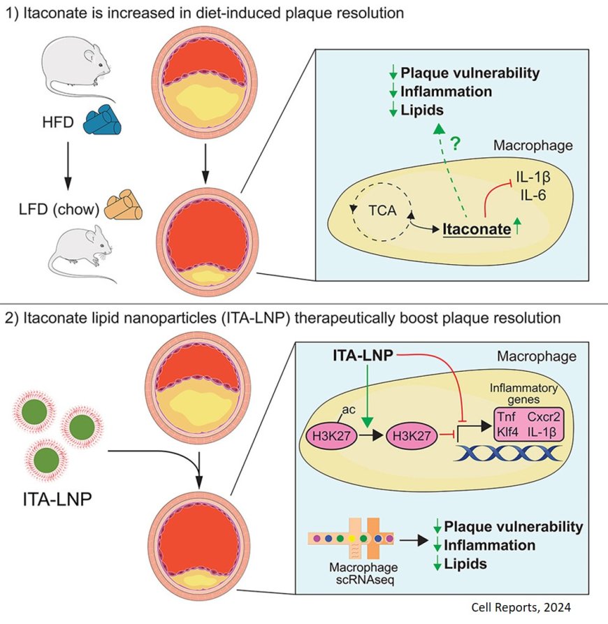 Nanoparticle-based itaconate treatment for atherosclerotic plaque resolution