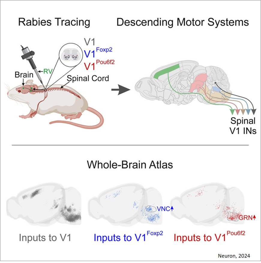 A brain-wide map of descending inputs onto spinal V1 interneurons