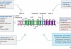 Presenilin (PSEN)  in Alzheimer’s