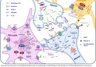 Tau in Alzheimer’s disease