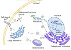Amyloid precursor protein in Alzheimer's disease