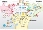 Cellular and molecular mechanisms of Alzheimer’s disease