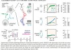 Synthetic phosphorylation signaling networks in human cells