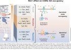 Mechanism to bring newborn neurons out of the neuronal nest