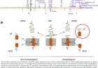 Genetics of Alzheimer’s disease