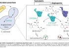 Bacteria used to amplify plant hormones