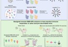 The nanoparticle-based vaccine against many variants of SARS-CoV-2