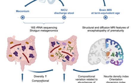 Preterm microbiome-gut-brain axis in encephalopathy