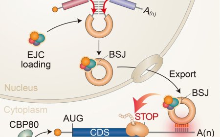 Circular RNAs trigger nonsense-mediated mRNA decay