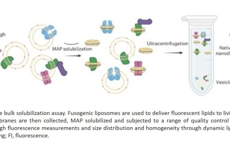 Extraction of membrane proteins into native nanodiscs