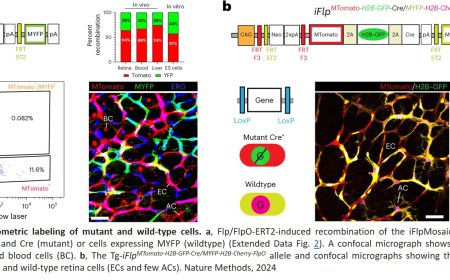 iFlpMosaics, an innovative genetic toolkit for the study of gene function