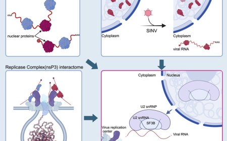 Antiviral protein network identified using alphavirus infection