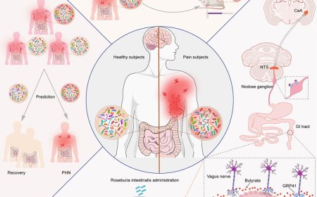 Neuropathic pain relief from gut microbe!