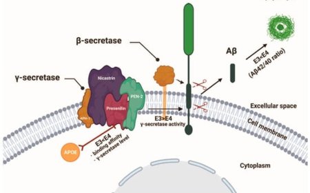 Presenilin: A Multi-Functional Molecule in the Pathogenesis of Alzheimer’s Disease and Other Neurodegenerative Diseases