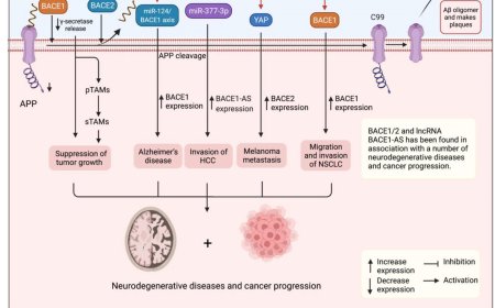 The Emerging Roles of the β-Secretase BACE1 and the Long Non-coding RNA BACE1-AS in Human Diseases: A Focus on Neurodegenerative Diseases and Cancer