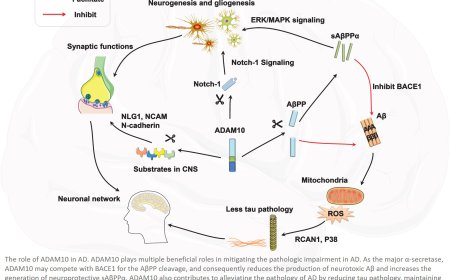 The Role of ADAM10 in Alzheimer’s Disease