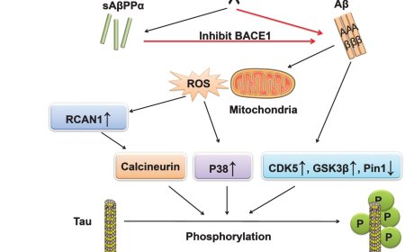 Alpha secretase in Alzheimer's disease