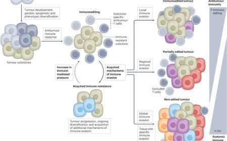 Cancer immune evasion, immunoediting and intratumor heterogeneity