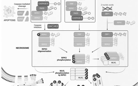 Protein shapeshifting in necroptotic cell death signaling