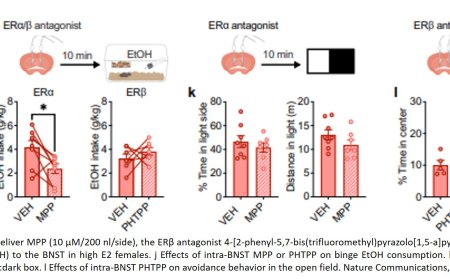 Surges in estrogen promotes binge drinking in females