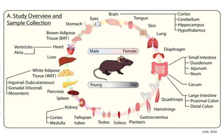 Mitochondrial function across sex and age