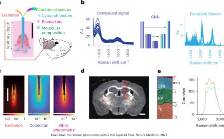 Label-free and reporter-free minimally invasive Raman spectroscopy with deep simulation to detect brain cancer