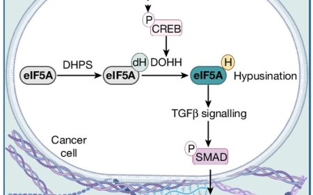 Why the lung is a frequent site of cancer metastasis?