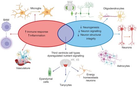 How aging may alter brain cell genetic activity