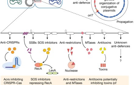 How foreign DNA can evade bacterial defense systems and neutralize them
